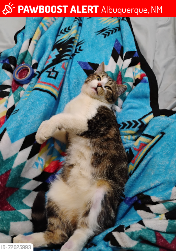 Lost Female Cat last seen Garcia St and Snow Heights Rd, Albuquerque, NM 87112