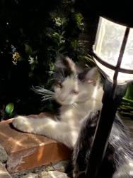Lost Male Cat last seen Kingsley , Montclair, CA 91763