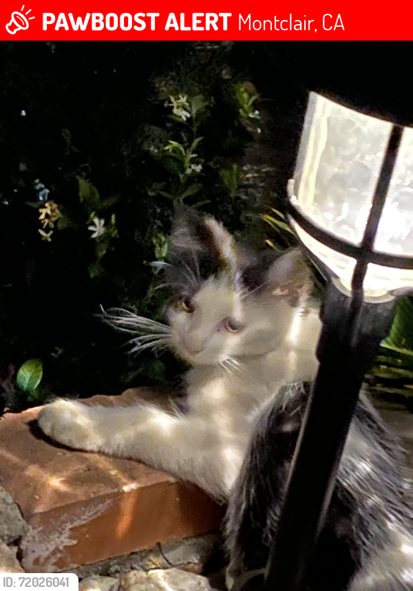 Lost Male Cat last seen Kingsley , Montclair, CA 91763