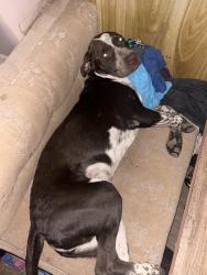 Lost Male Dog last seen Near E Annadale Ave, Sanger, CA, Sanger, CA 93657