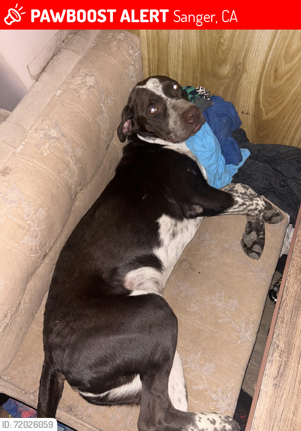 Lost Male Dog last seen Near E Annadale Ave, Sanger, CA, Sanger, CA 93657