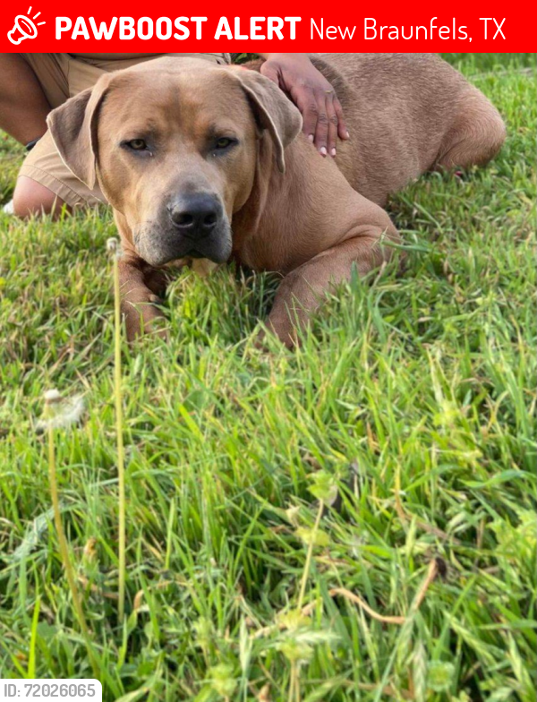 Lost Male Dog last seen Lee st, New Braunfels, TX 78130
