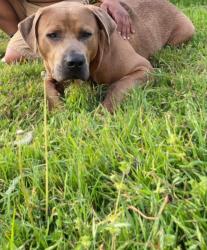 Lost Male Dog last seen Lee st, New Braunfels, TX 78130