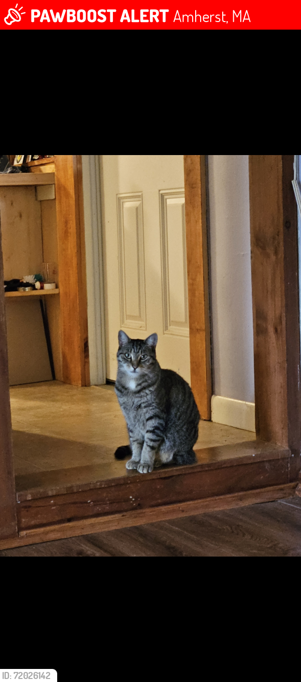Lost Female Cat last seen Mission cantina, hampshire college, Amherst, MA 01002