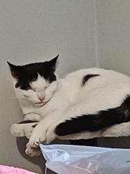 Lost Female Cat last seen Bucksburn aberdeen, Bucksburn, Scotland AB21 9BY
