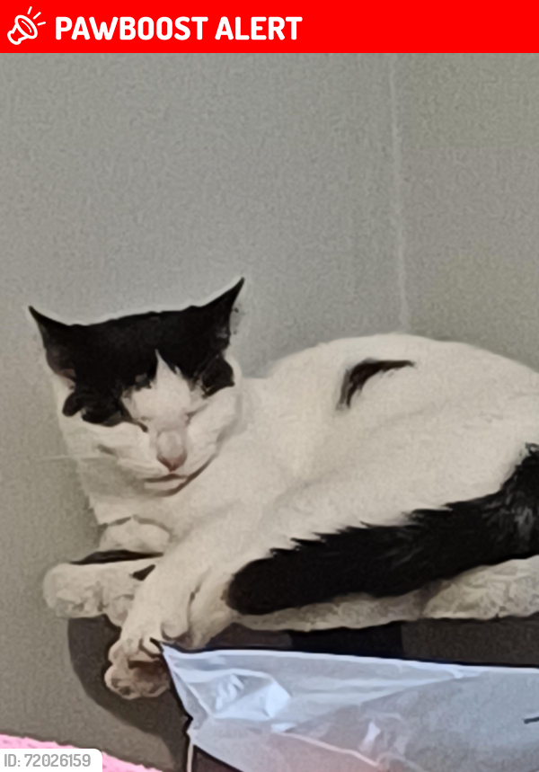 Lost Female Cat last seen Bucksburn aberdeen, Bucksburn, Scotland AB21 9BY