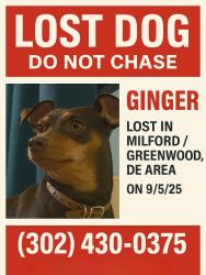 Lost Female Dog last seen Williamsville Rd , Abbotts Pond Rd, DE 19960