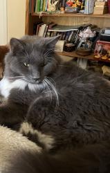 Lost Male Cat last seen Near Ironwood, Baytown, TX 77521