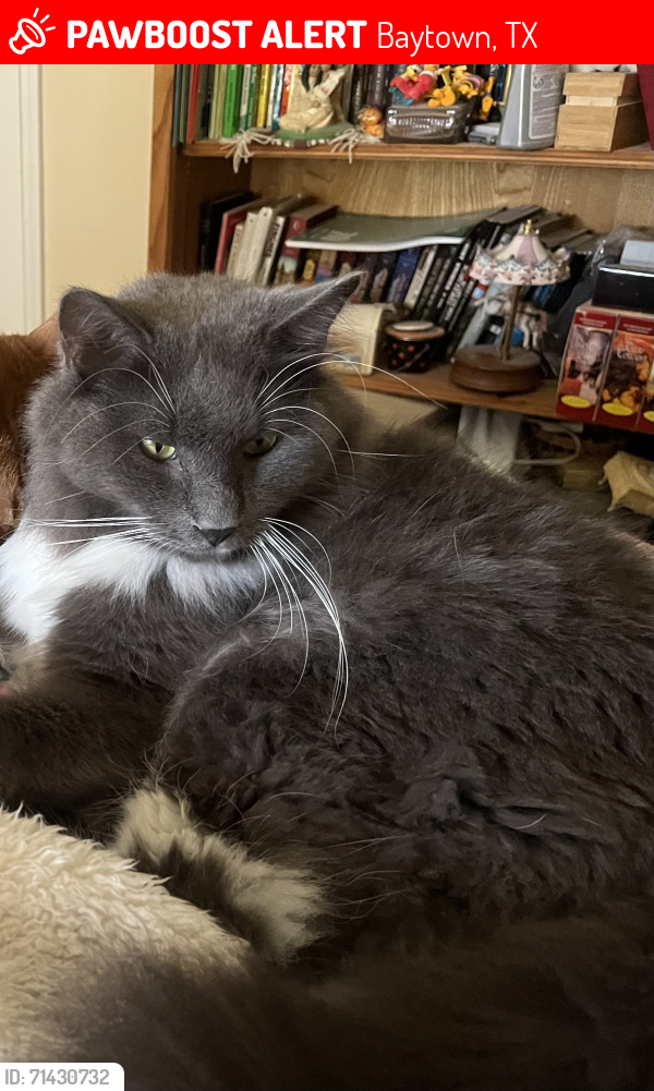 Lost Male Cat last seen Near Ironwood, Baytown, TX 77521