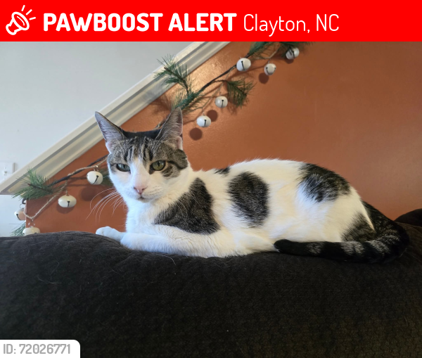 Lost Male Cat last seen Black oak ct, Champion St, Pond St, Clayton, NC 27520