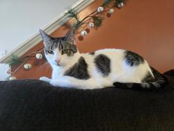 Lost Male Cat last seen Black oak ct, Champion St, Pond St, Clayton, NC 27520