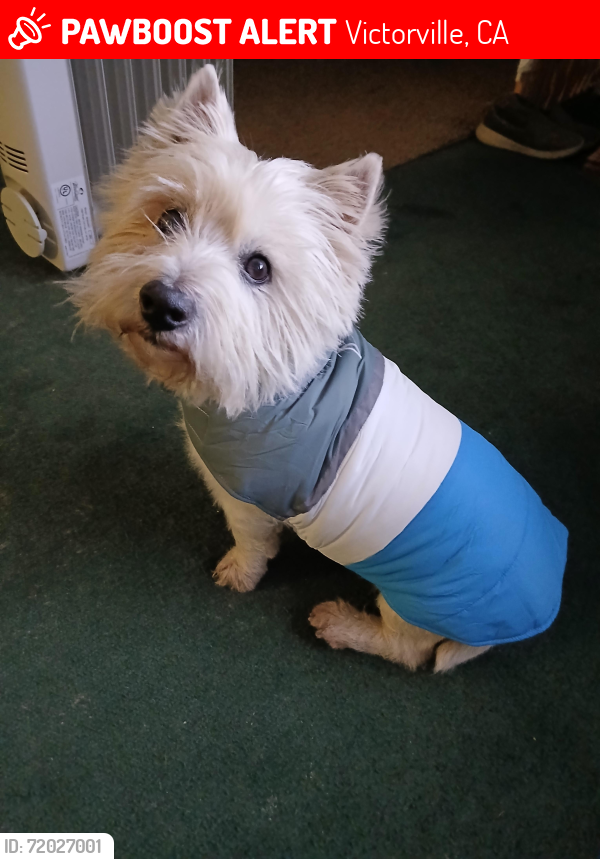 Lost Male Dog last seen Amargosa , Victorville, CA 92394