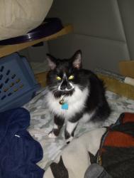 Lost Female Cat last seen Flying J on SLOVER AVE BY CHERRY AVE , Fontana, CA 92337