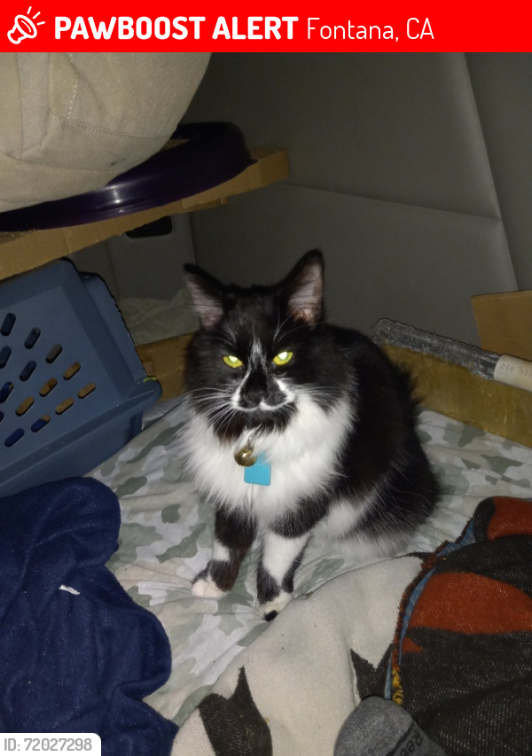 Lost Female Cat last seen Flying J on SLOVER AVE BY CHERRY AVE , Fontana, CA 92337