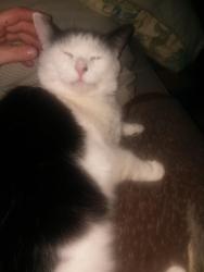 Lost Male Cat last seen Lord's, Baptist Common, Pheasant Ln and Baldwinville Rd. As well as Otter River Road., Templeton, MA 01468