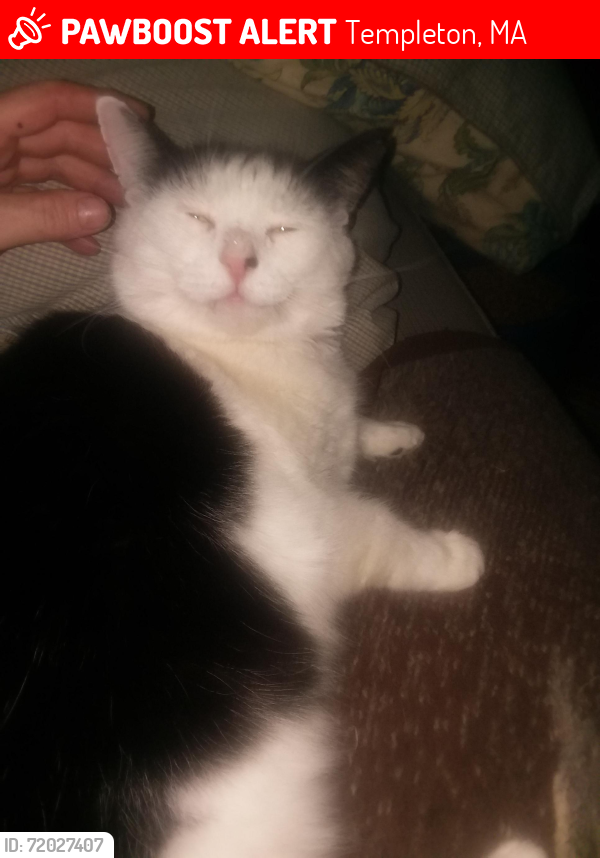 Lost Male Cat last seen Lord's, Baptist Common, Pheasant Ln and Baldwinville Rd. As well as Otter River Road., Templeton, MA 01468