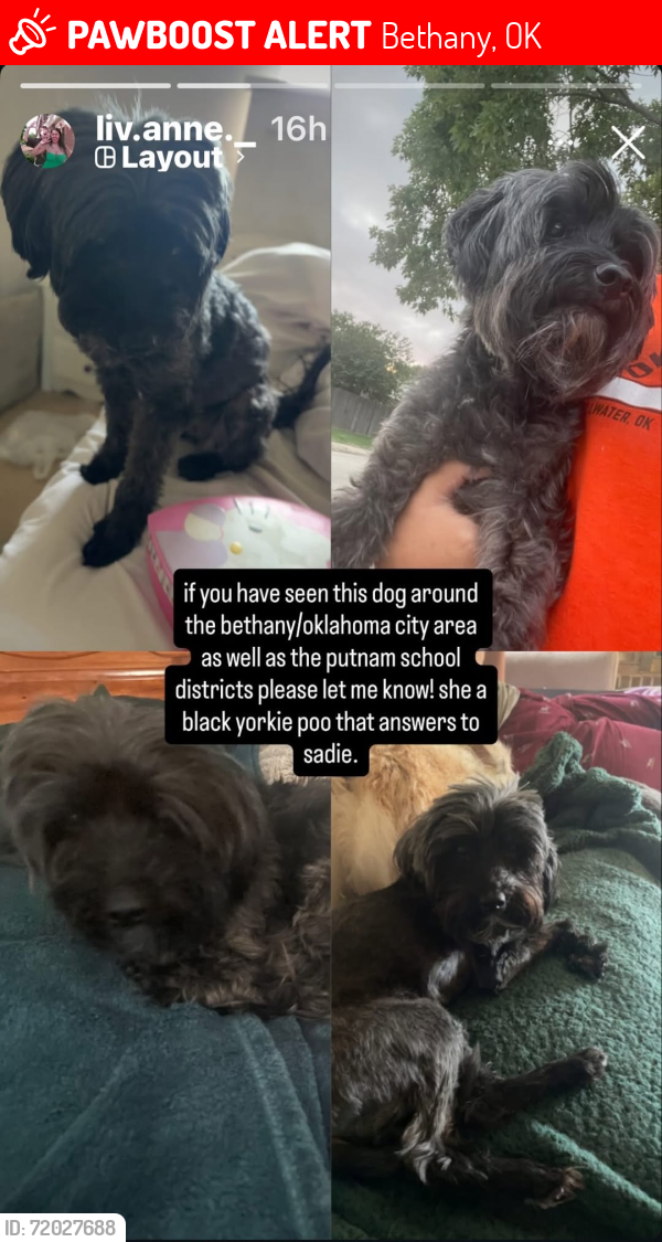 Lost Female Dog last seen 39th and Rockwell, Bethany, OK 73008