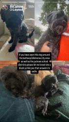Lost Female Dog last seen 39th and Rockwell, Bethany, OK 73008