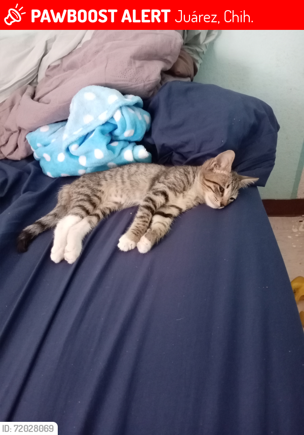 Lost Female Cat last seen Calle puerto de palos, Juárez, Chih. 32599