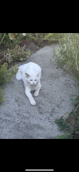 Lost Male Cat last seen 88th and 52nd, Marysville, WA 98270