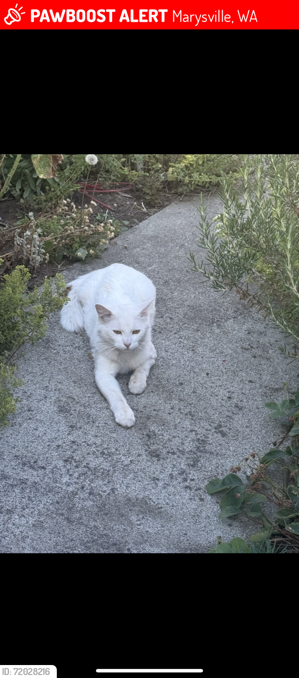 Lost Male Cat last seen 88th and 52nd, Marysville, WA 98270