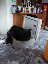 Lost Male Cat last seen Lakeside Church , Waterboro, ME 04061