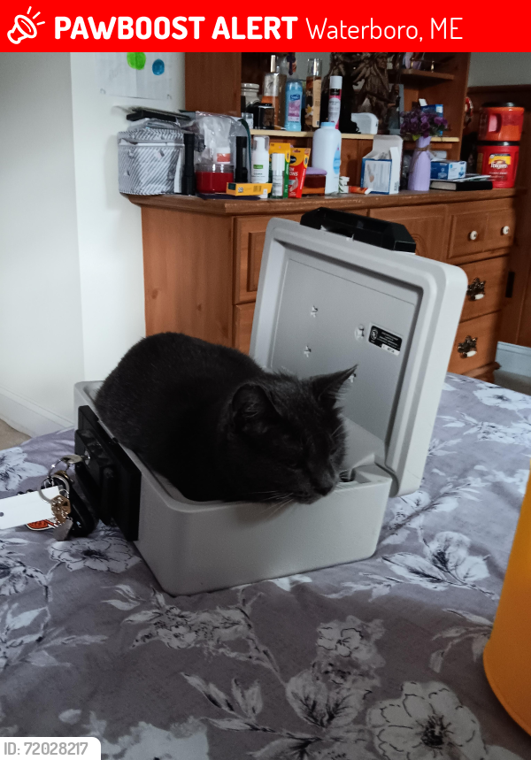 Lost Male Cat last seen Lakeside Church , Waterboro, ME 04061