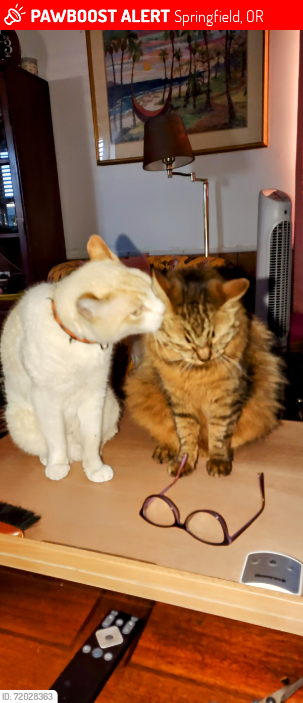 Springfield, OR Lost Male Cat, Butterball Is Missing | PawBoost