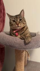 Lost Female Cat last seen Allard Edmonton Alberta , Edmonton, AB T6W