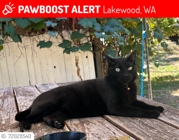 Lost Male Cat last seen Near 87th st Sw Lakewood wa , Lakewood, WA 98499