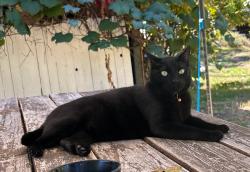 Lost Male Cat last seen Near 87th st Sw Lakewood wa , Lakewood, WA 98499