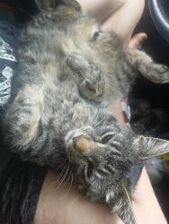 Lost Male Cat last seen Allston Way & Acton St, Berkeley , Berkeley, CA 94702