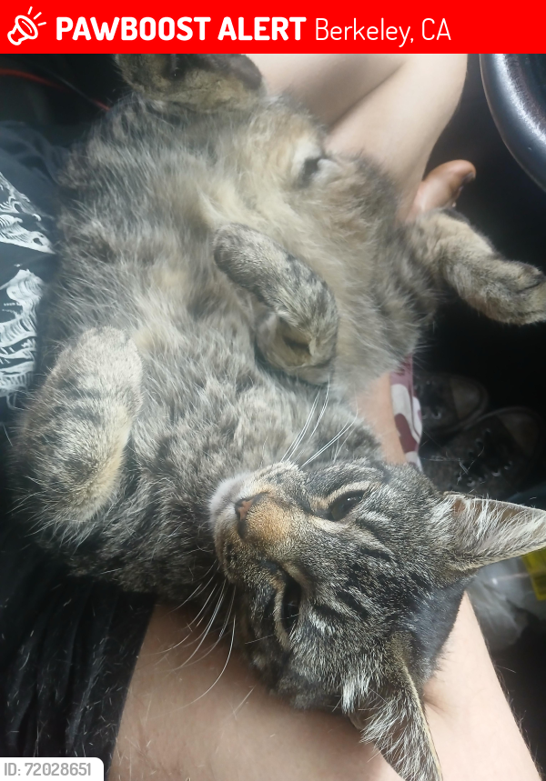 Lost Male Cat last seen Allston Way & Acton St, Berkeley , Berkeley, CA 94702