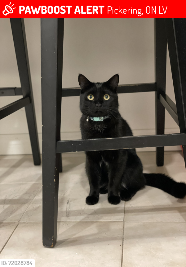 Lost Male Cat last seen Diana Princess of Wales Park, Pickering, ON L1V