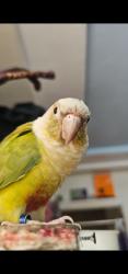 Lost Unknown Bird last seen Broadway and Florence Ave, Los Angeles, CA 90003