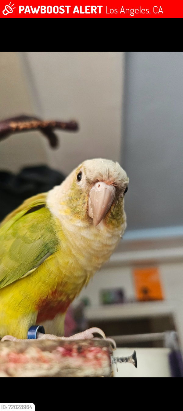 Lost Unknown Bird last seen Broadway and Florence Ave, Los Angeles, CA 90003