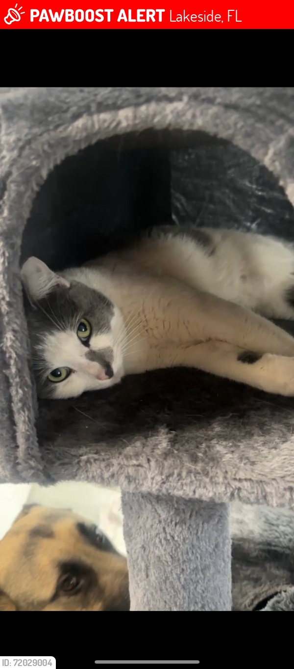 Lost Female Cat last seen Washington Avenue & Cleveland Avenue, Lakeside, FL 32065