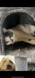 Lost Female Cat last seen Washington Avenue & Cleveland Avenue, Lakeside, FL 32065