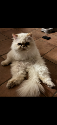 Reunited Male Cat last seen Dallas Markets, Dallas, GA 30132