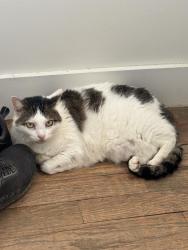 Lost Male Cat last seen Johnson & Eighth Street, Denison, TX 75020