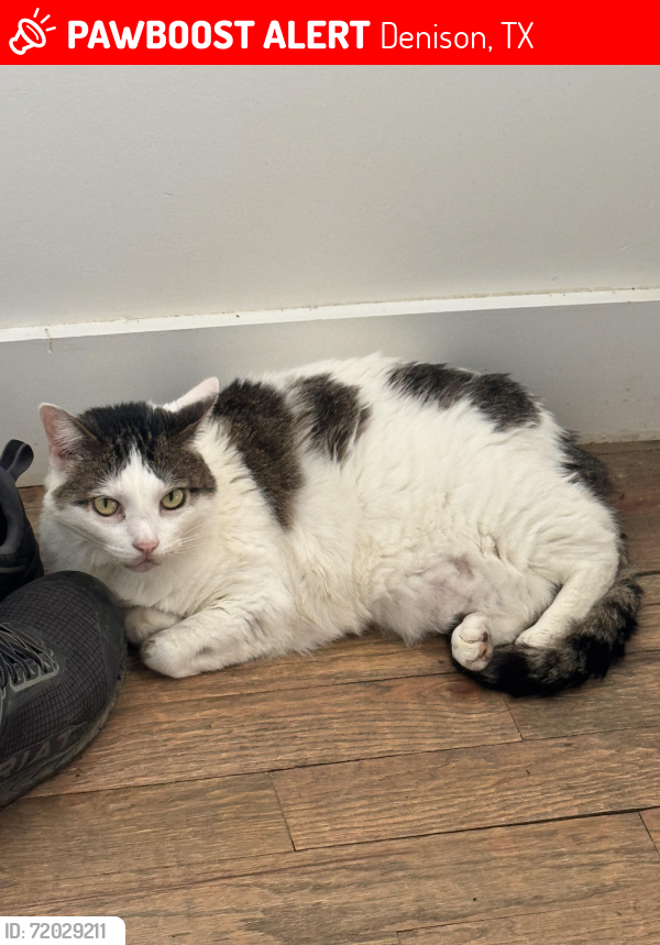 Lost Male Cat last seen Johnson & Eighth Street, Denison, TX 75020