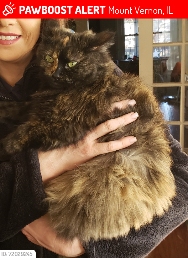 Lost Female Cat last seen west of I-64, family hses, Mount Vernon, IL 62864