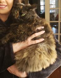 Lost Female Cat last seen west of I-64, family hses, Mount Vernon, IL 62864