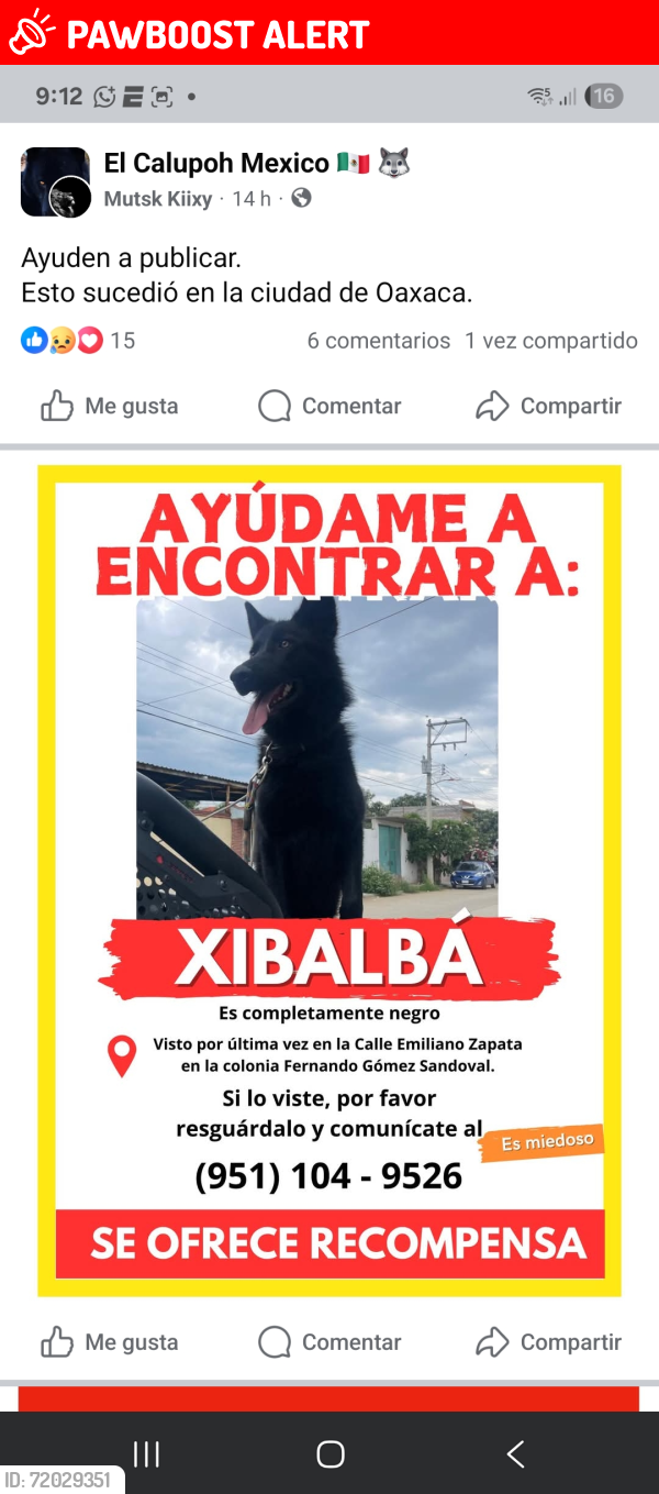 Lost Male Dog last seen Calle Emiliano Zapata, Santa Lucía del Camino, Oax. 71243