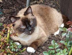 Lost Female Cat last seen Off Airport road-Muir Creek Estates, Aledo, TX 76008