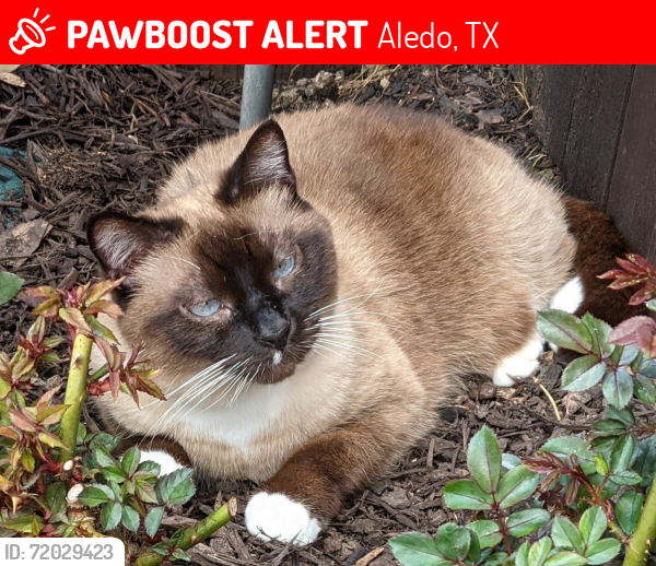 Lost Female Cat last seen Off Airport road-Muir Creek Estates, Aledo, TX 76008