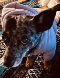 Lost Female Dog last seen East Roger’s street and elm street, Arlington, TX 76011