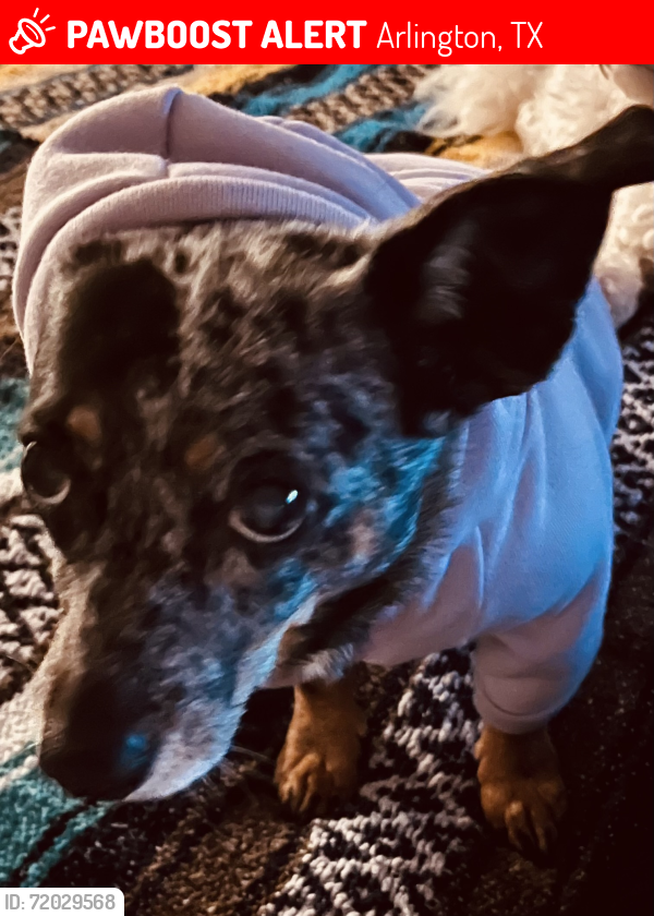 Lost Female Dog last seen East Roger’s street and elm street, Arlington, TX 76011