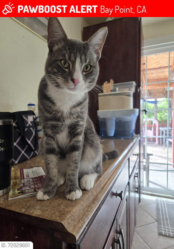 Lost Male Cat last seen Sandy cove lane Baypoint, Bay Point, CA 94565