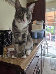 Lost Male Cat last seen Sandy cove lane Baypoint, Bay Point, CA 94565